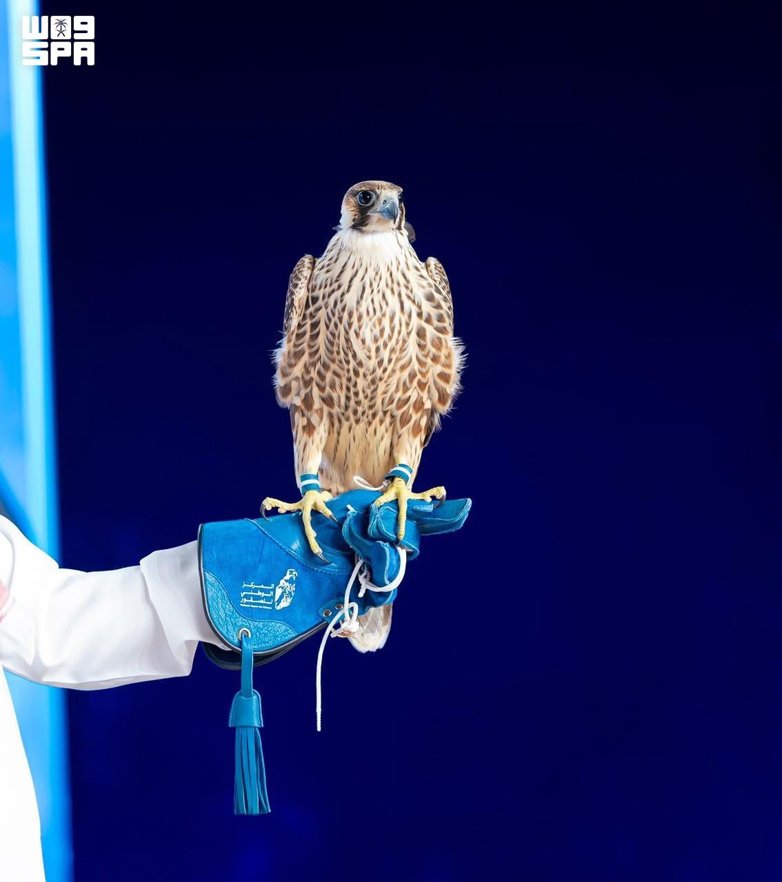 3 falcons fetch over $98,000 on 10th night of Saudi auction — Riyadh Real Estate news