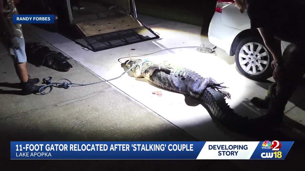 11-foot gator removed from Lake Apopka property after 'stalking' couple — WESH 2 Orlando, Riyadh Real Estate news